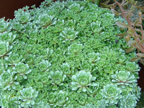 Saxifraga paniculata 'white hill'